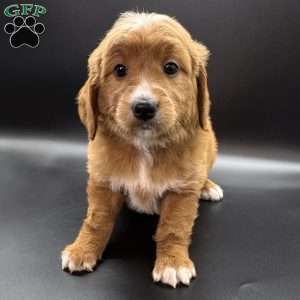 Cassie, Mini Goldendoodle Puppy